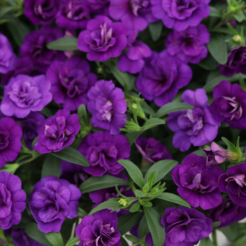 КАЛИБРАХОЕ КАСКАДНО Double Dark Blue (4162)